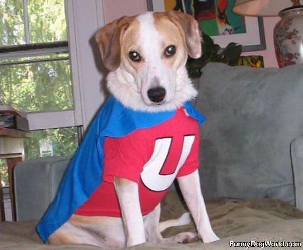 Hero Dog