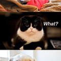Hey Cat