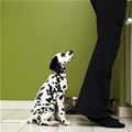 funny dog 3