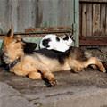 funny dog 2
