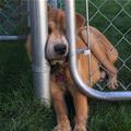 funny dog 3