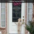 funny dog 1