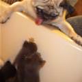 funny dog 3