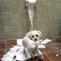 funny dog 1