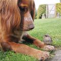 funny dog 3