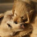funny dog 5