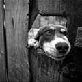 funny dog 3