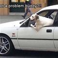 funny dog 5