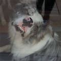 funny dog 1