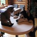 funny dog 5