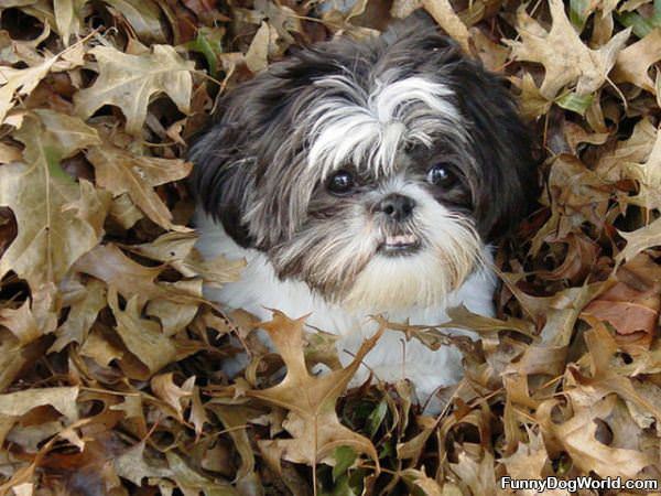 Hiding In The Leaves