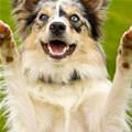 funny dog 3