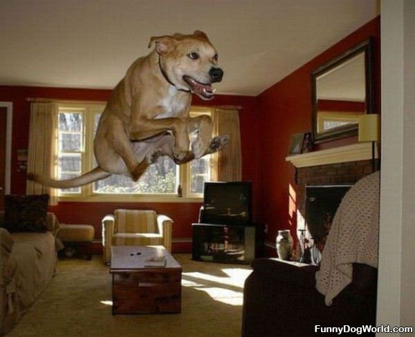 High Jump Dog