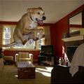 High Jump Dog