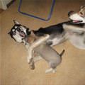 funny dog 3