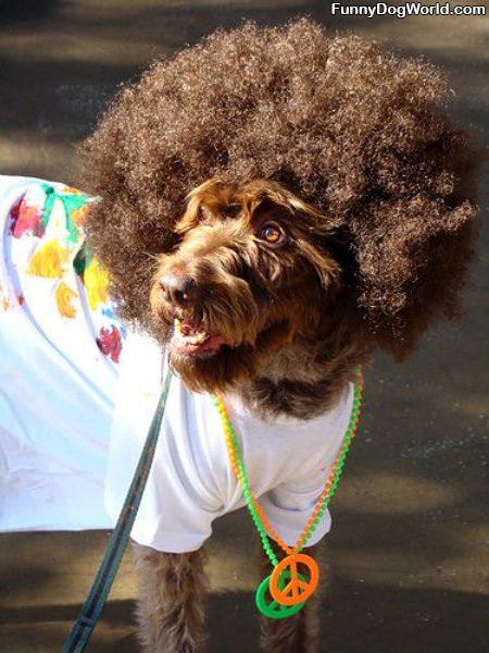 Hippie Dog