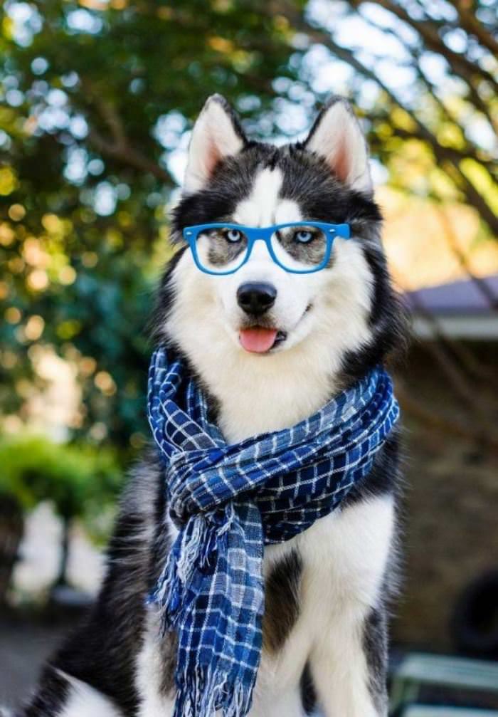 Hipster Dog