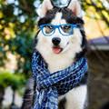 funny dog 4