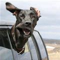 funny dog 3