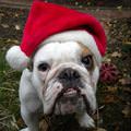 Ho Ho Ho Merry Christmas