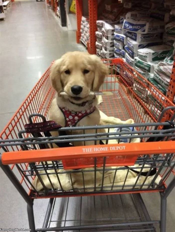 Home Depot