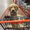 Home Depot