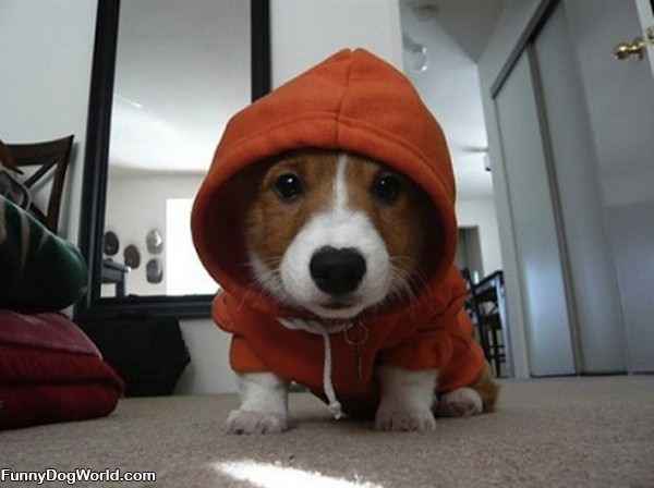 Hoodie Pup