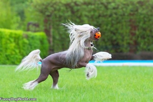 Horse Dog Detch