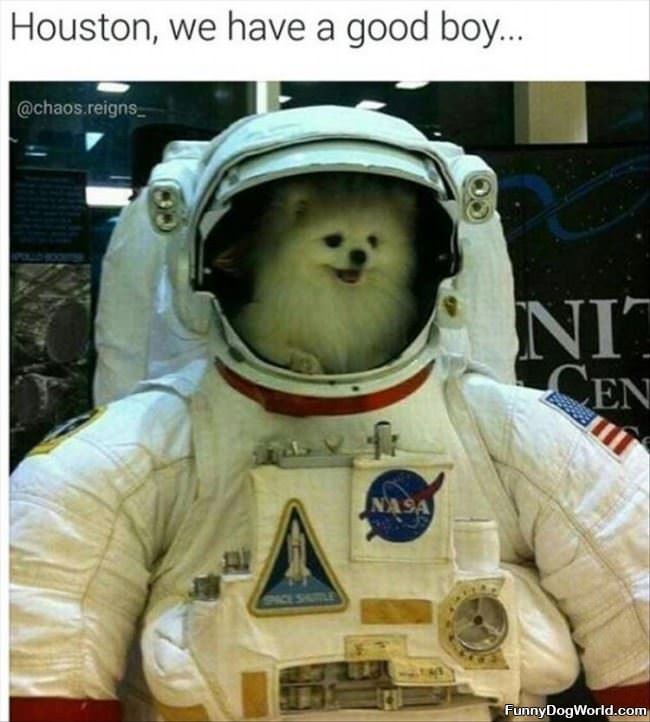 Houston We Have A Good Boy