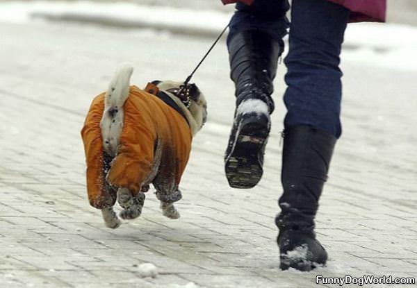 Hover Dog