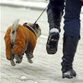 funny dog 3