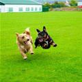 funny dog 5