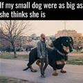 How Big My Dog Thinks She Is