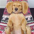 funny dog 5