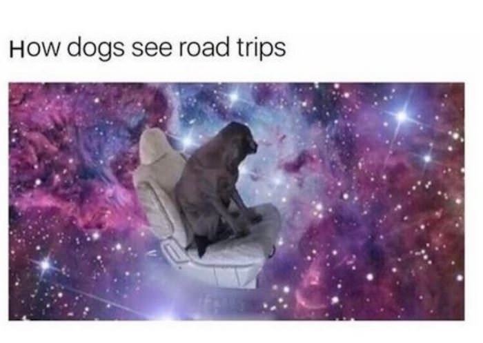 How Dogs See Road Trips