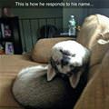 funny dog 3