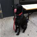 funny dog 2