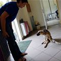 funny dog 1