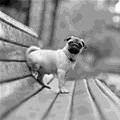 How I Sit Pug