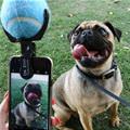 How To Get The Dogs Attention