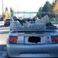 funny dog 5