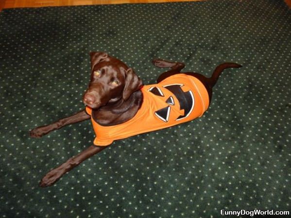 Howloween Dog