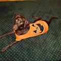 funny dog 5