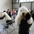 funny dog 1