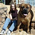 Huge Dog Is Huge