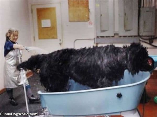 Huge Dog Washing