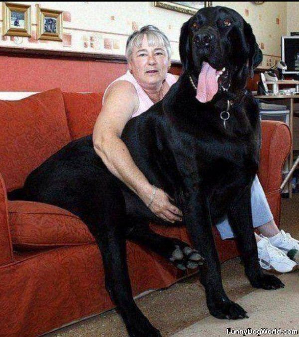 Huge Huge Dog