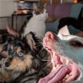 funny dog 5