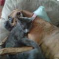 Hugging And Sleeping