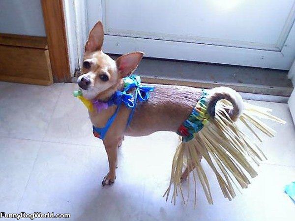 Hula Dog